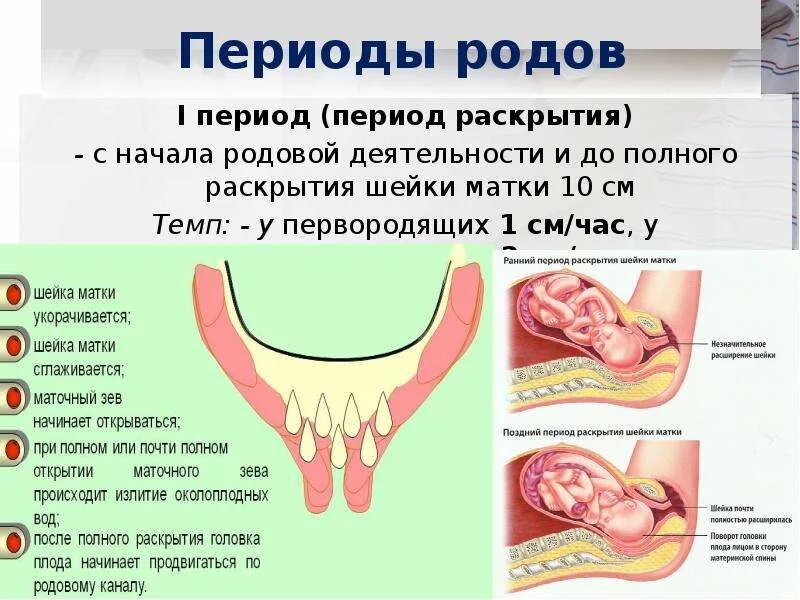 Шейка матки перед родами. Периоды родов раскрытие. Шейка матки в период раскрытия.