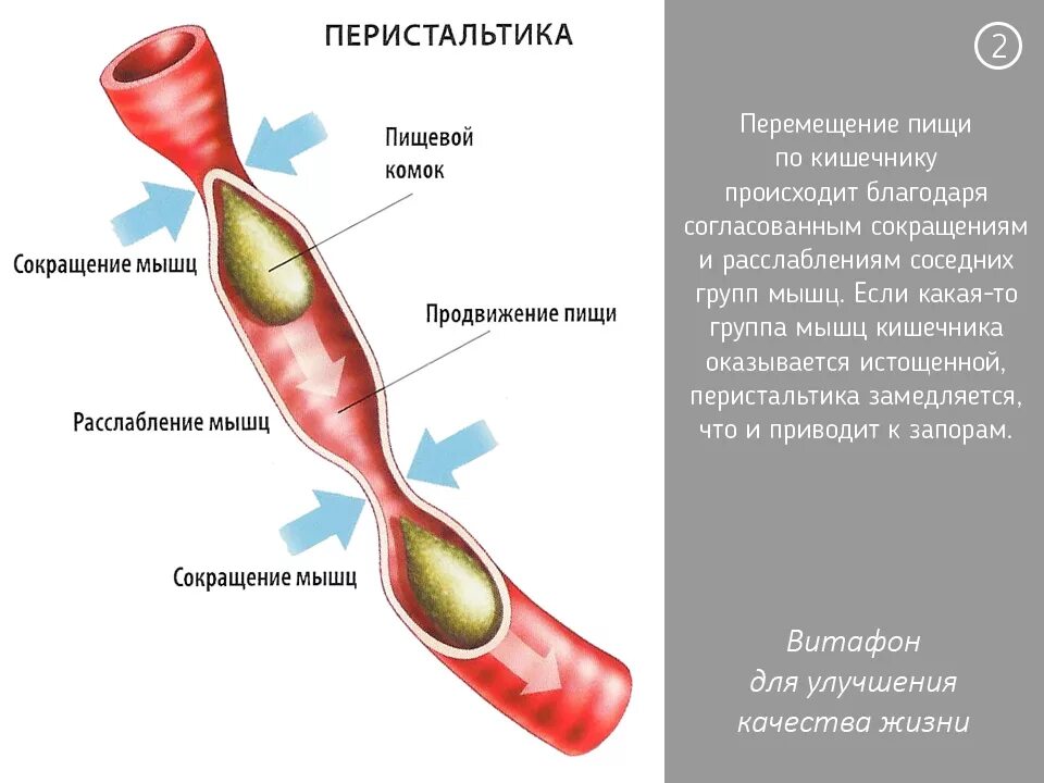 Движение пищи по пищеводу. Перистальтические сокращения кишечника. Перистальтические движения кишечника. Престальтие кишечника. Перистальтикукишечника.