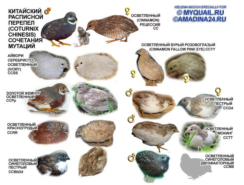 Сколько весит самка. Характеристики пород перепелов таблица. Порода перепелов китайский расписной. Порода перепелов Тенеброз. Кайтаверс порода перепелов.