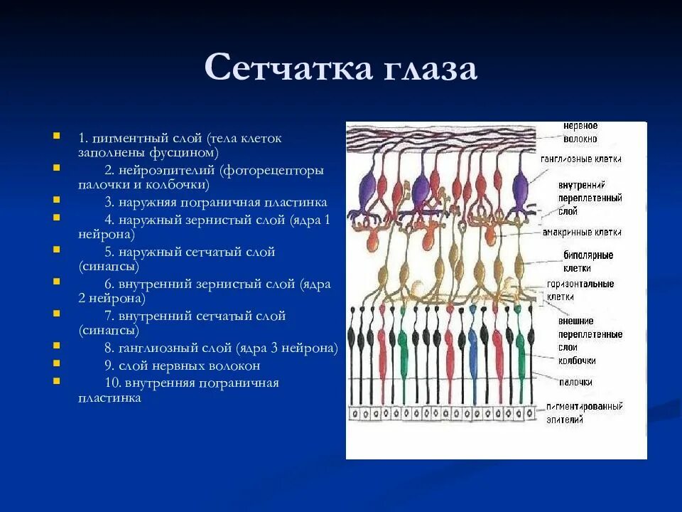 Оболочка содержащая колбочки и палочки