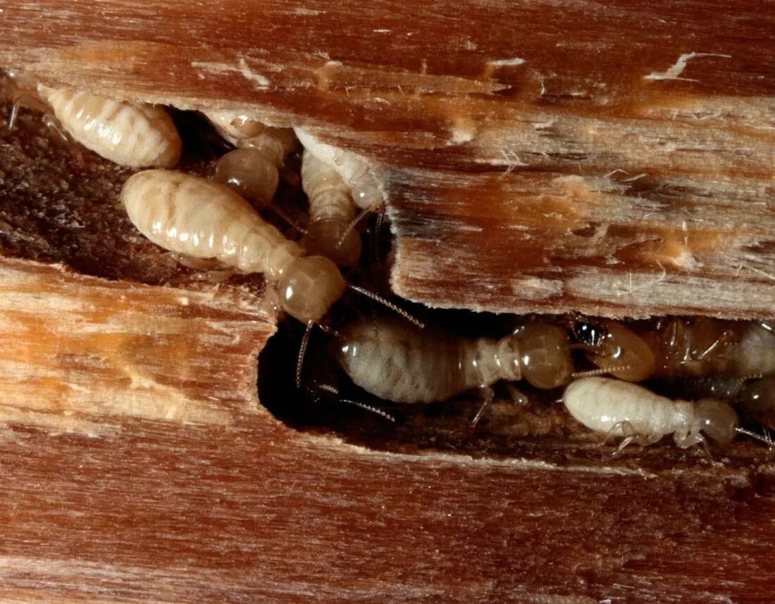 Trichonympha термиты. Термиты reticulitermes speratus. Термит жук. Isoptera термиты. Термиты и термитники.