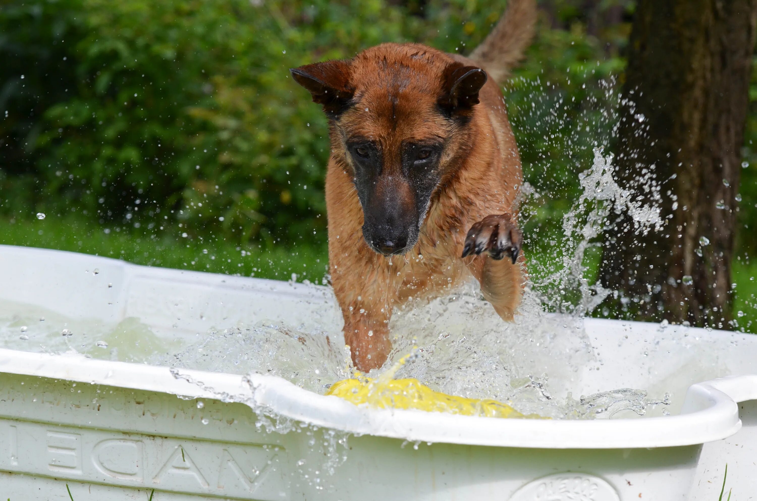 Dog bathing