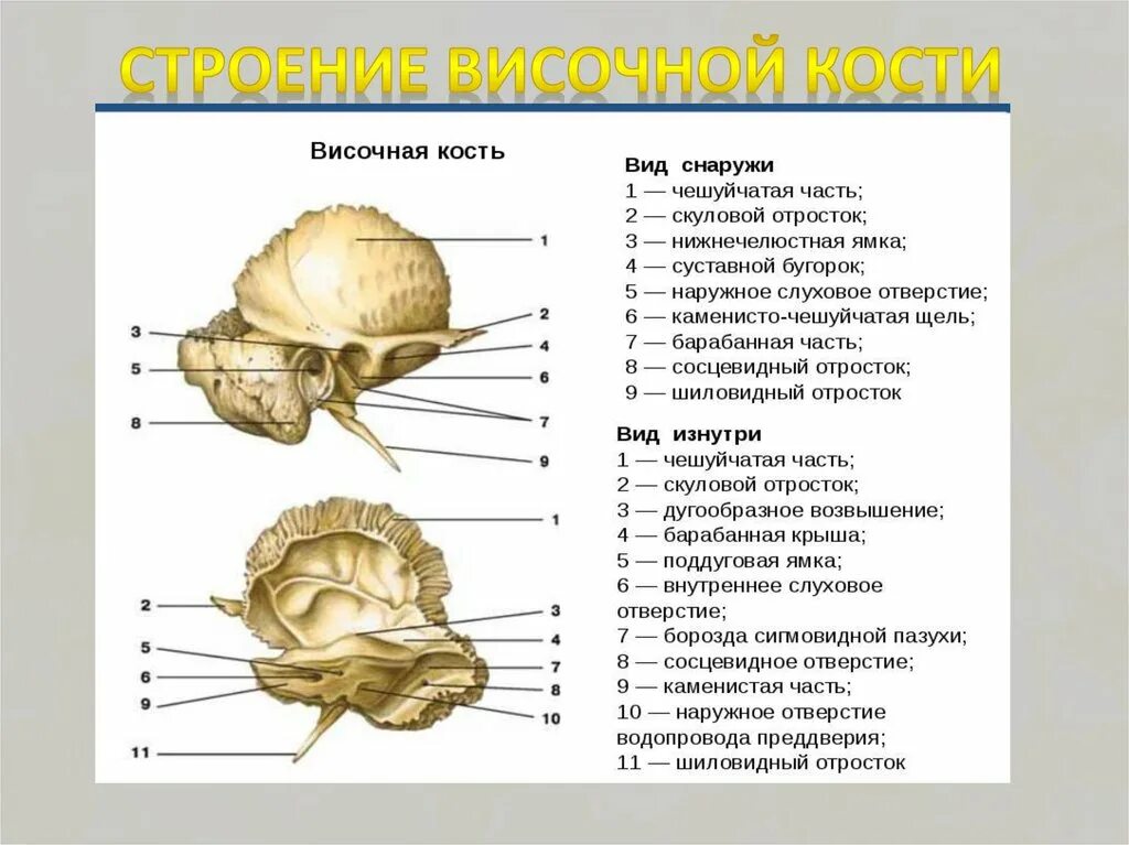 Теменная и височная кости тип соединения. Височная кость части строение барабанной полости. Структуры каменистой части височной кости. Кости черепа человека анатомия височная кость. Височная кость строение отверстия.