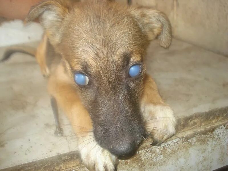 Как выглядят слепые собаки Unintentional Eye Movement in Dogs Dogs, Canine, Dog cat