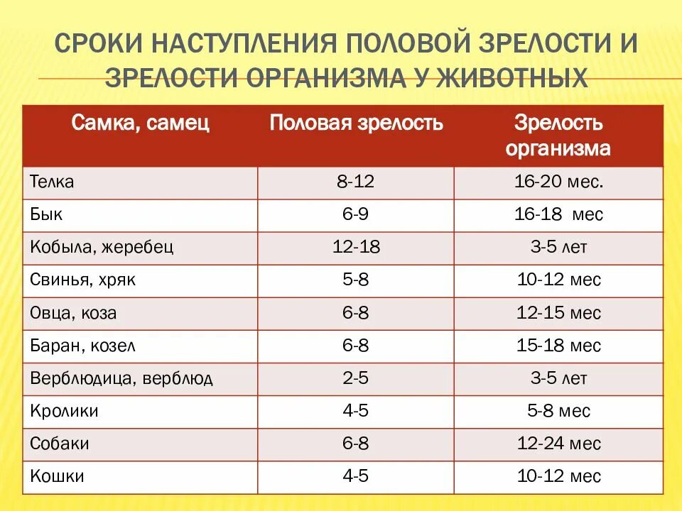 В каком возрасте наступает зрелость. Сроки наступления половой зрелости. половая зрелость животных. сроки наступления половой зрелости у животных. половая зрелость у разных видов животных.