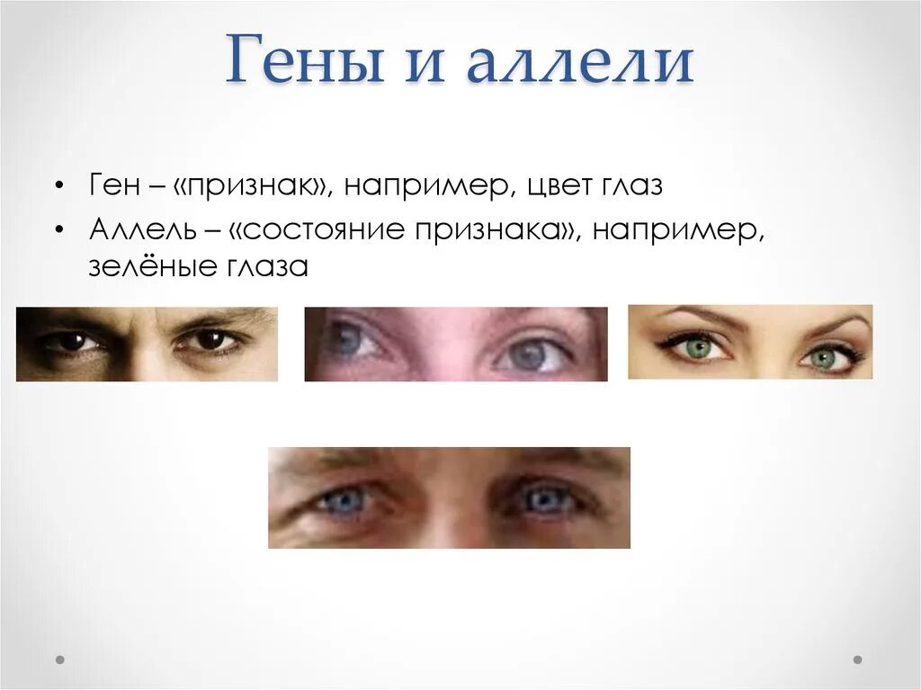 Какое число признаков определяется одним аллелем