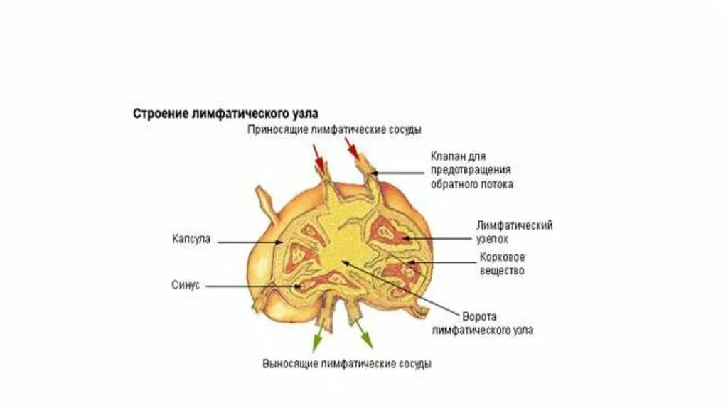 Лимфатический узел имеет. Строение лимфатического узла анатомия. Строение лимфоузла кратко. Внутреннее строение лимфатического узла. Строение лимфатического узла кратко.