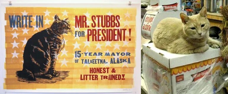 Кот в параллельной вселенной. Кот управляющая березовский. Где-то в параллельной вселенной. Кот контролирует. Капитальный ремонт карикатура.