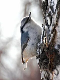 Птицы западной сибири