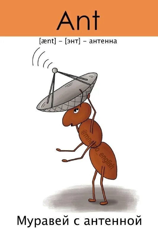 карточка муравей на английском. муравей по корейски. британский муравей. архитектор муравей. как по английски муравей.