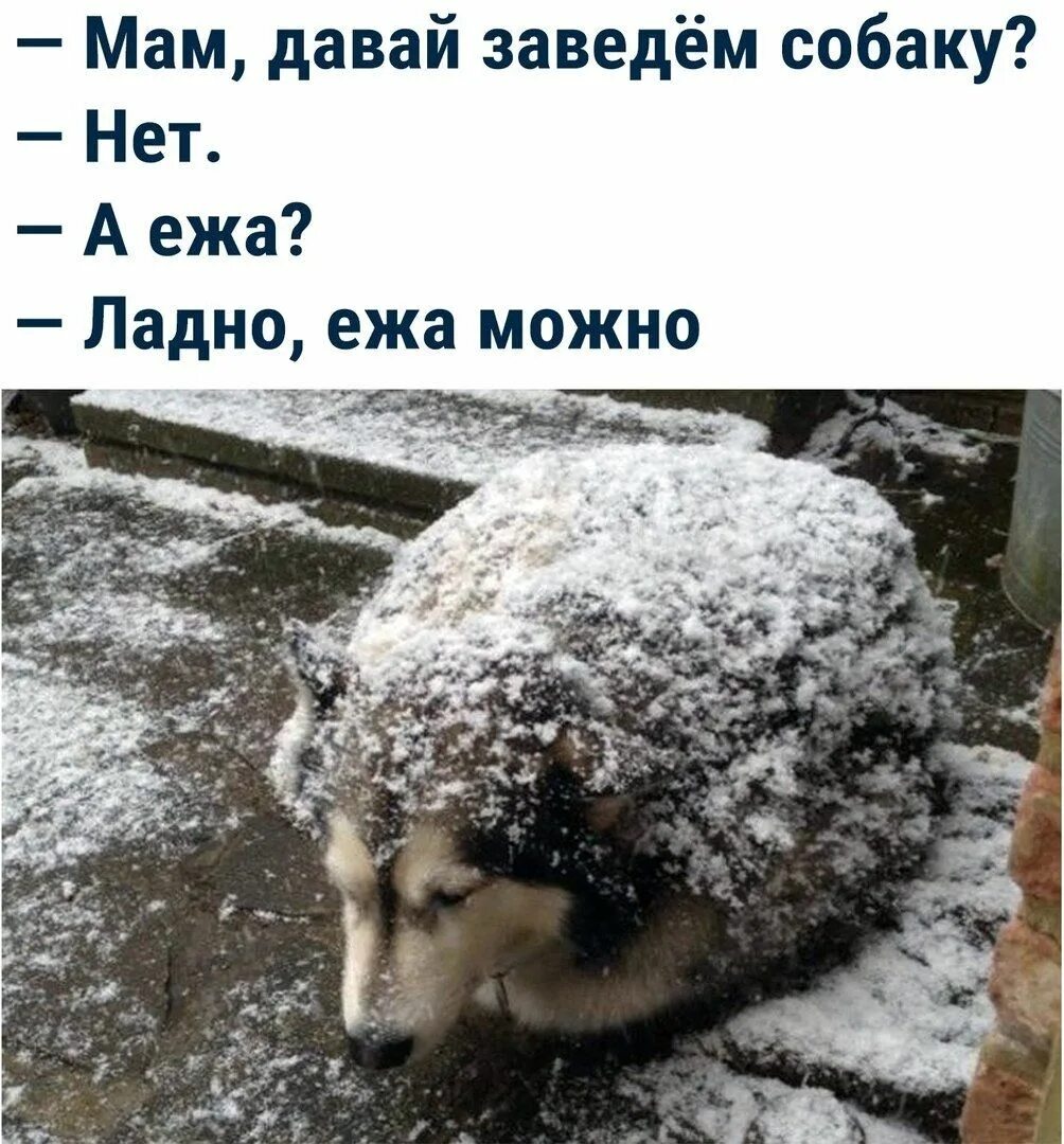 Что у меня нет собаки