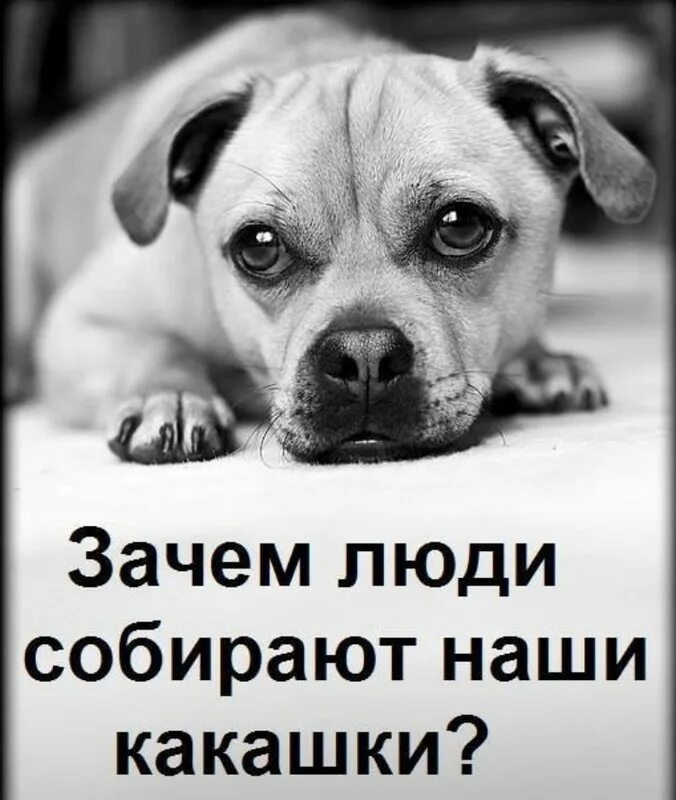 Мысли щенка. Смешные мысли собак. Мысли собаки. Собака веселая мысль. Смешные выражения про собак.