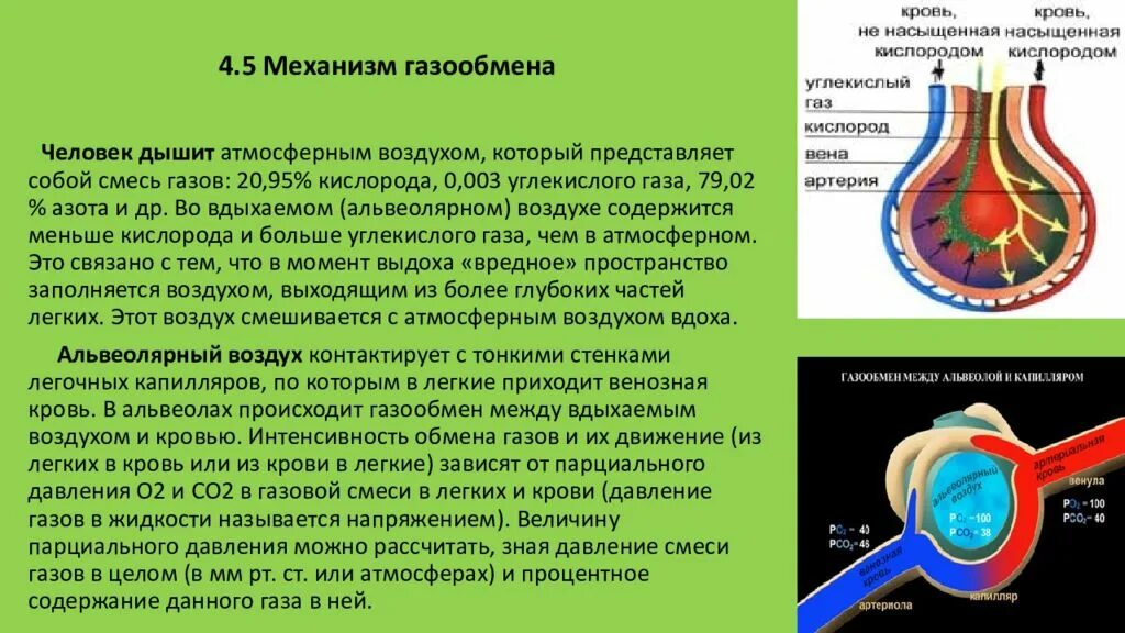 Обмен газов между альвеолярным воздухом и кровью. Газообмен крови в легких. Газообмен между кровью и атмосферным воздухом. Газообмен крови происходит. Кровь насыщенная кислородом.