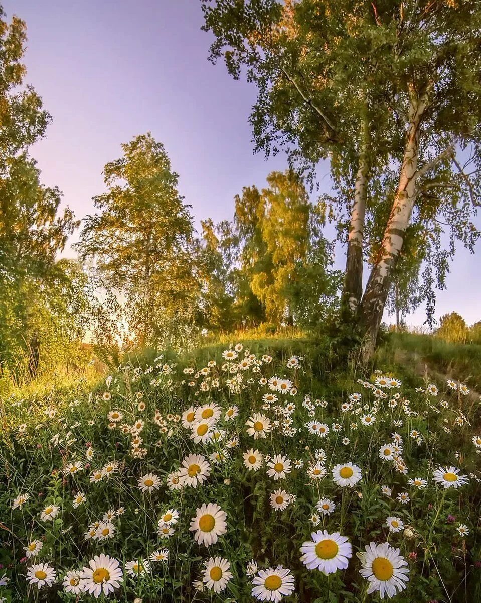 В лесу на солнечной полянке расцвели гвоздика. Красота русской природы. Природа летом. Летний пейзаж. Пейзажи России.