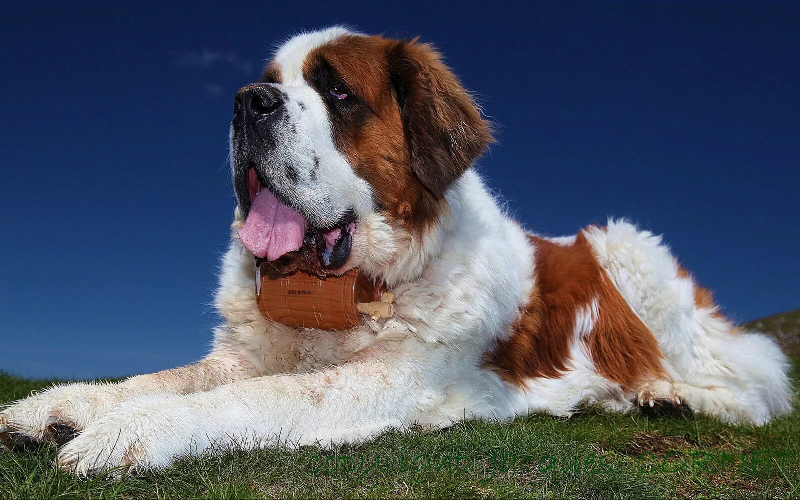 Золотистый ретривер карликовый. Золотистый ретривер. Большая добрая собака порода. Большая добрая собака порода. Пиренейский зенненхунд.