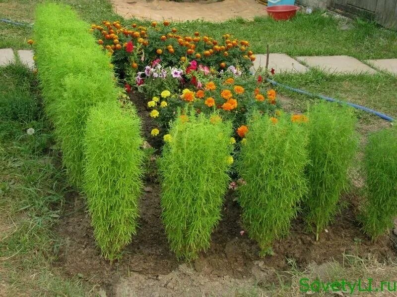 Amazon.com: Kochia Scoparia Seeds