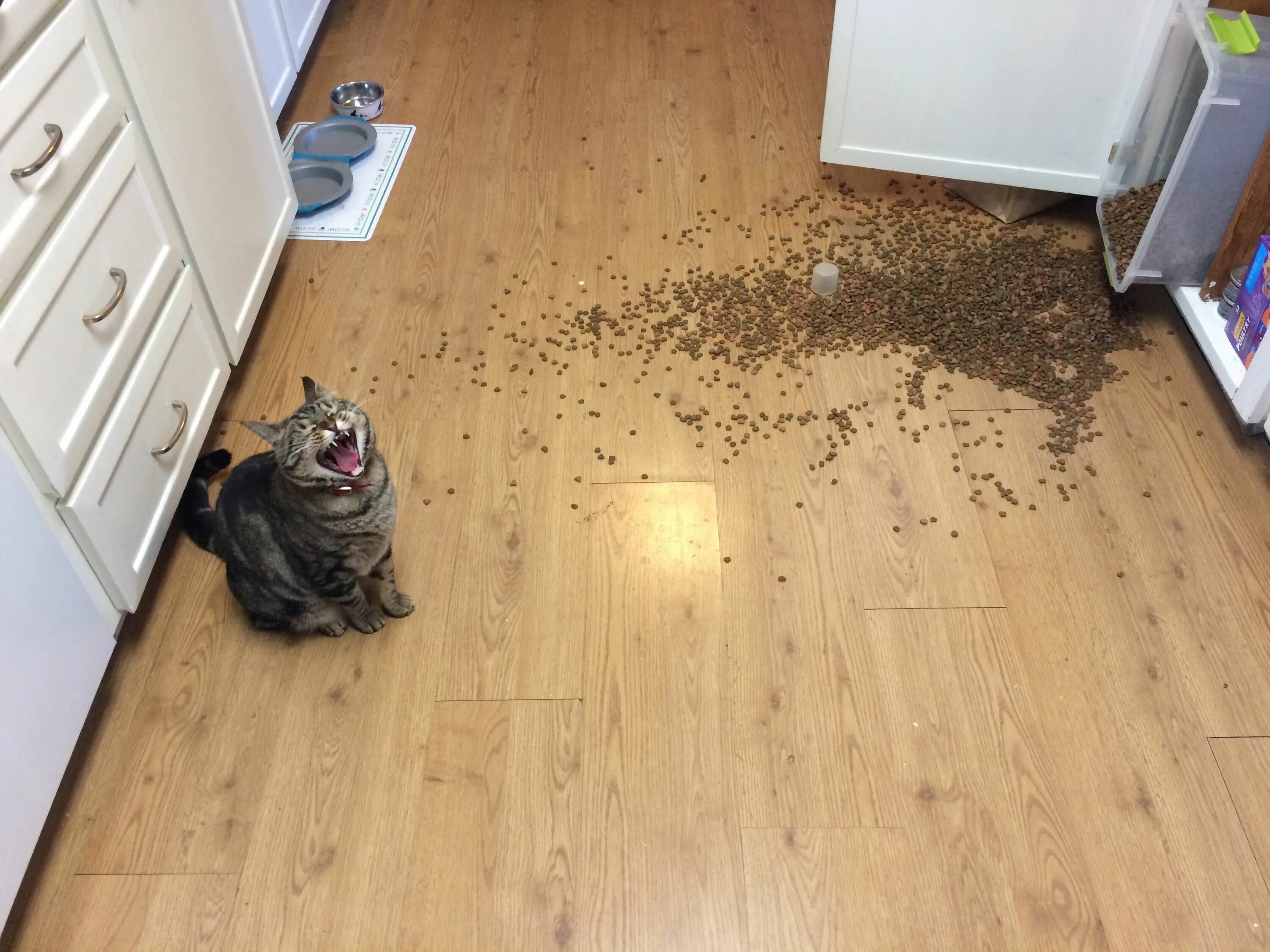 Кошка гадит везде. Кошка нашкодила. Кот напакостил. Кот рассыпал корм. Смешной кот на полу.