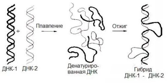 Денатурация днк схема. Цепь днк. Днк полимераза в репликации днк. Денатурация днк или рнк это. Денатурация днк.