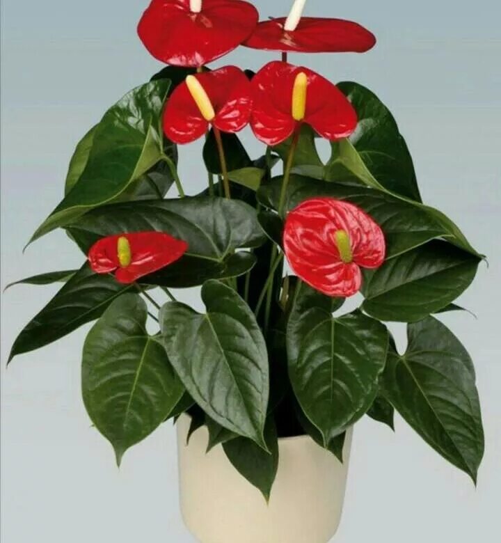 Монстера делициоза (monstera deliciosa). Монстера пиннатипартита. Калатея вейча. Фикус диффенбахия. Калатея марантовые.