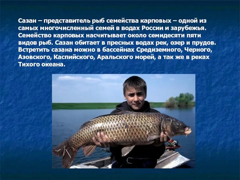 Сазан презентация. Сазан. Семейство карповых сазан. Сообщение о рыбе сазан. Сазан дальневосточный.