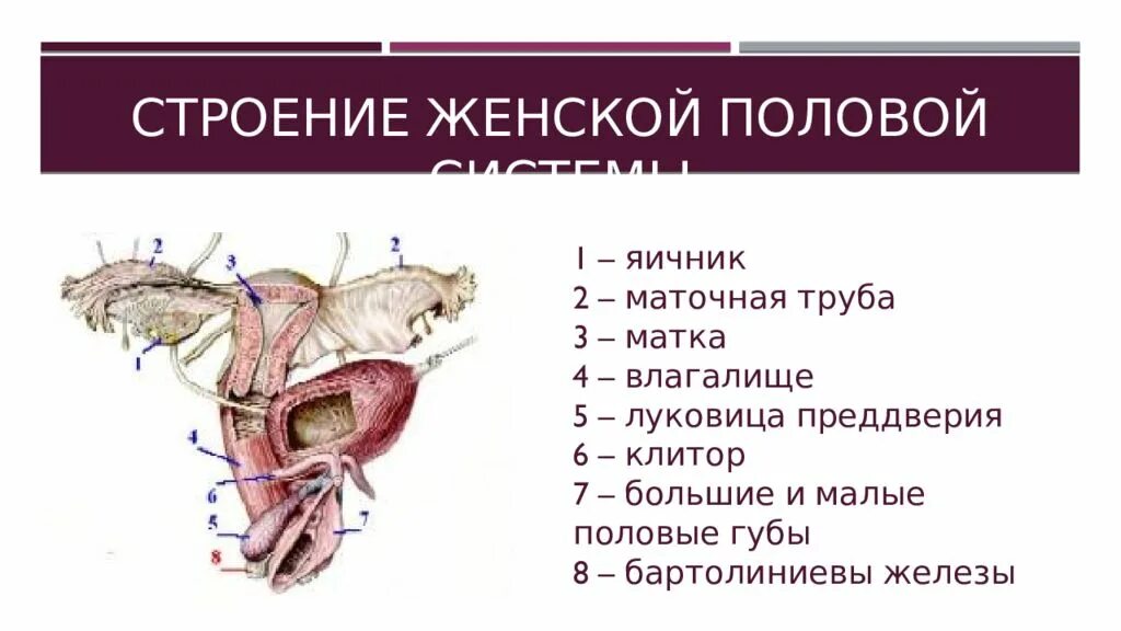 Женская половая система строение и функции. Маточные трубы и яичники анатомия. Строение женских половых. Строение половой системы. Анатомия женской половой системы.