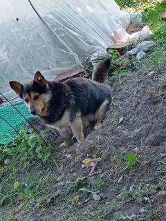 Приют юля рыбинск для кошек
