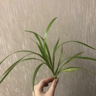 Как называется цветок на длинной ножке