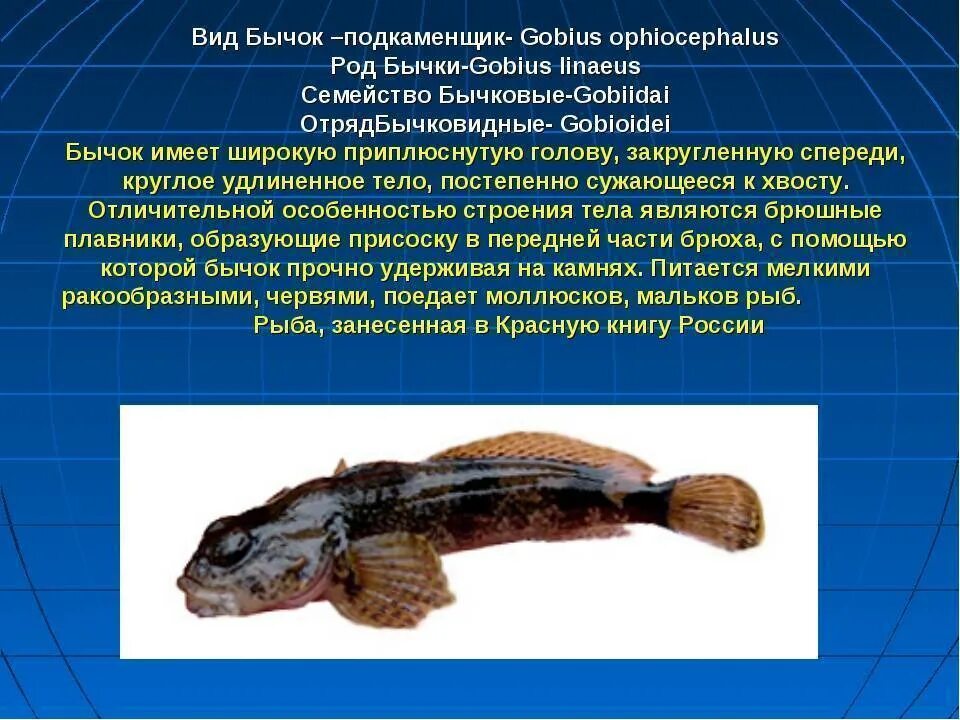 Черноморской рыбки бычок. Подкаменщик речной. Черноморская скорпена-ёрш. Бычок подкаменщик черноморский. Бычок подкаменщик черноморский.