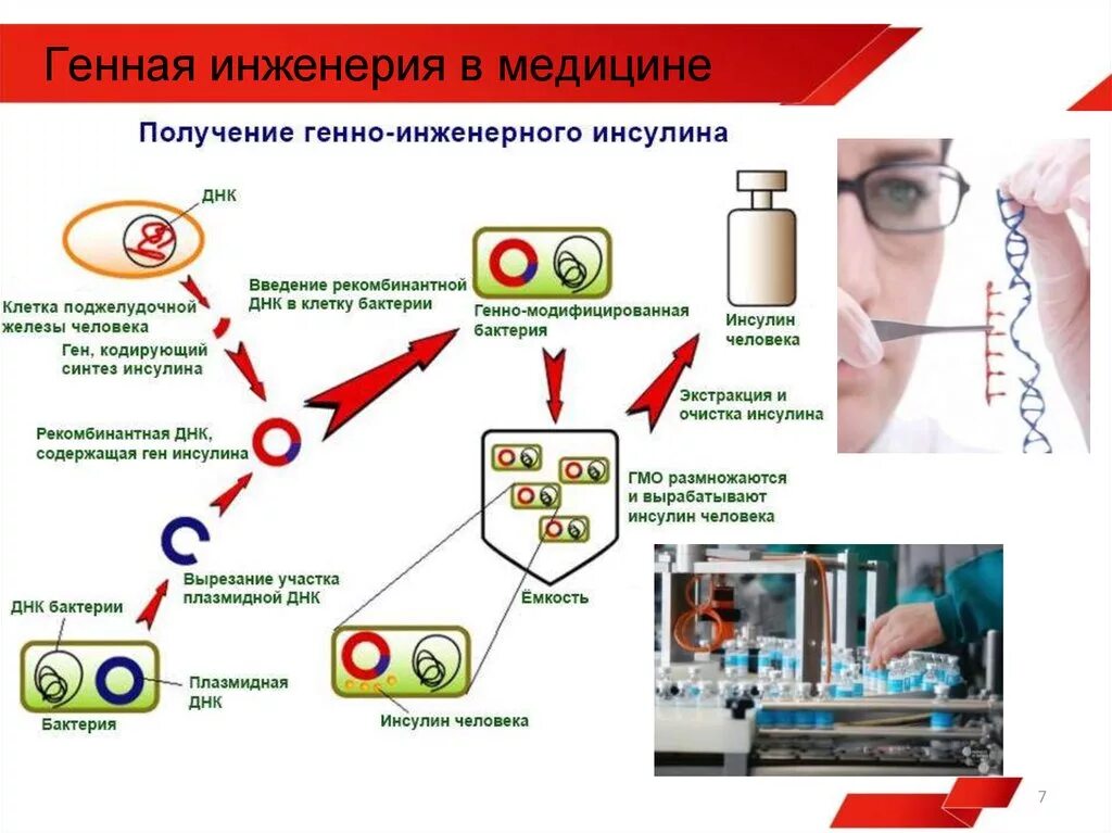 Установите последовательность этапов получения инсулина. Схема синтеза инсулина генная инженерия. Генная инженерия в медицине. Получение генно-инженерного инсулина. Генно инженерия получение инсулина.