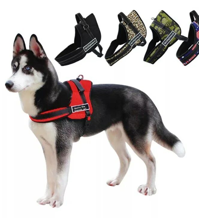 шлейка для сиба ину. шлейка для хаски. шлейка для сиба ину. шлейка для щенка хаски 2 месяца. шлейка для хаски.