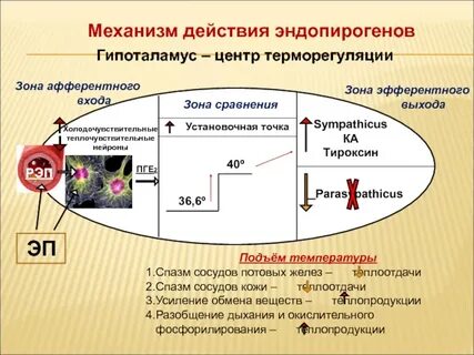 Терморегуляция гипоталамуса