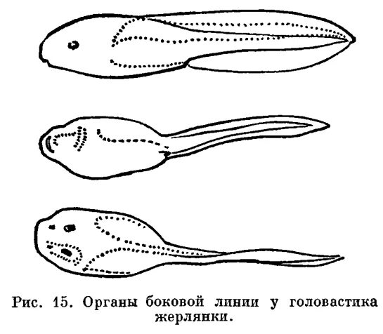Боковая линия головастика и взрослой лягушки. Боковая линия у головастиков. строение головастика лягушки. головастик строение рисунок. боковая линия у амфибий.