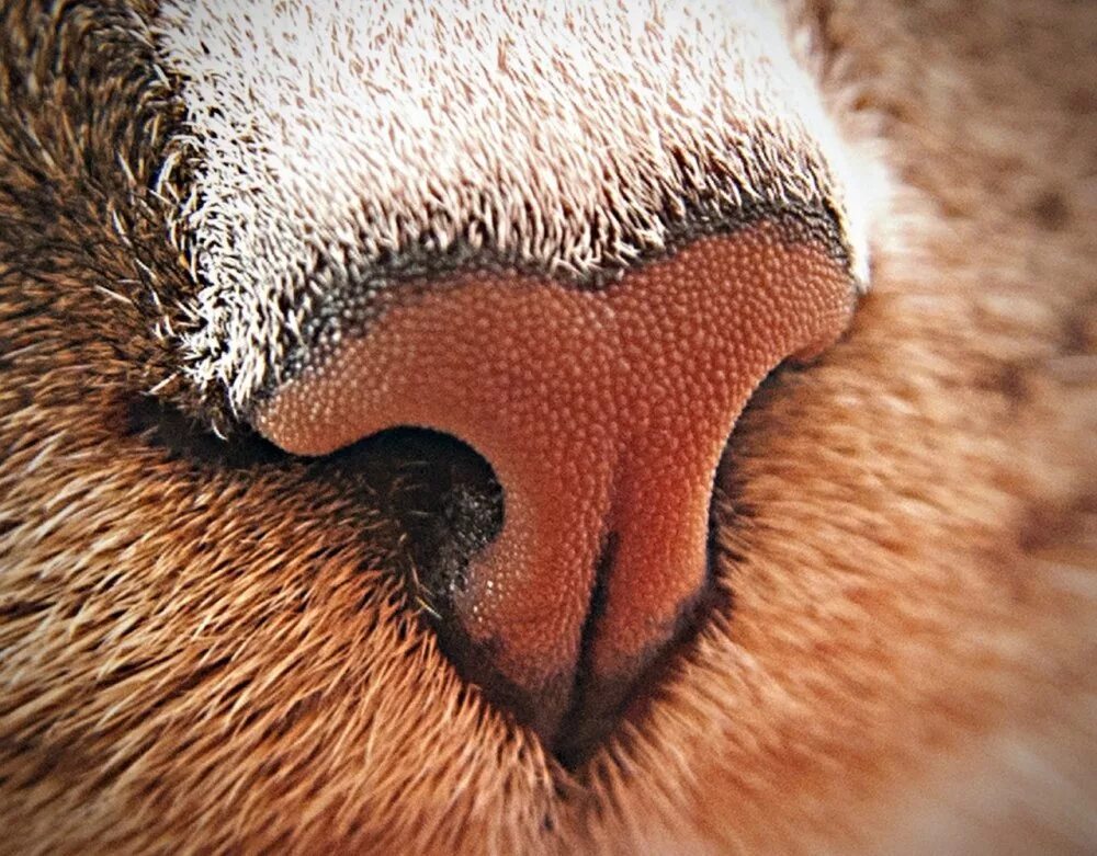 Почему у кошки горячий нос. Кошачий нос. мокрый нос кота под микроскопом. обоняние у кошек.