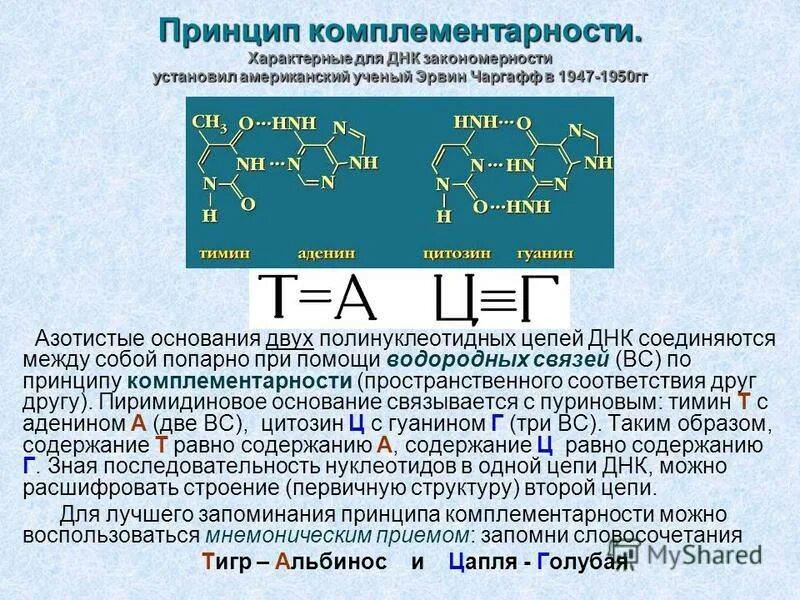 Принцип комплементарности нуклеиновых кислот. Принцип комплементарности ДНК. Принцип комплементарности ЕГЭ биология. Принцип комплементарности нуклеиновых оснований.