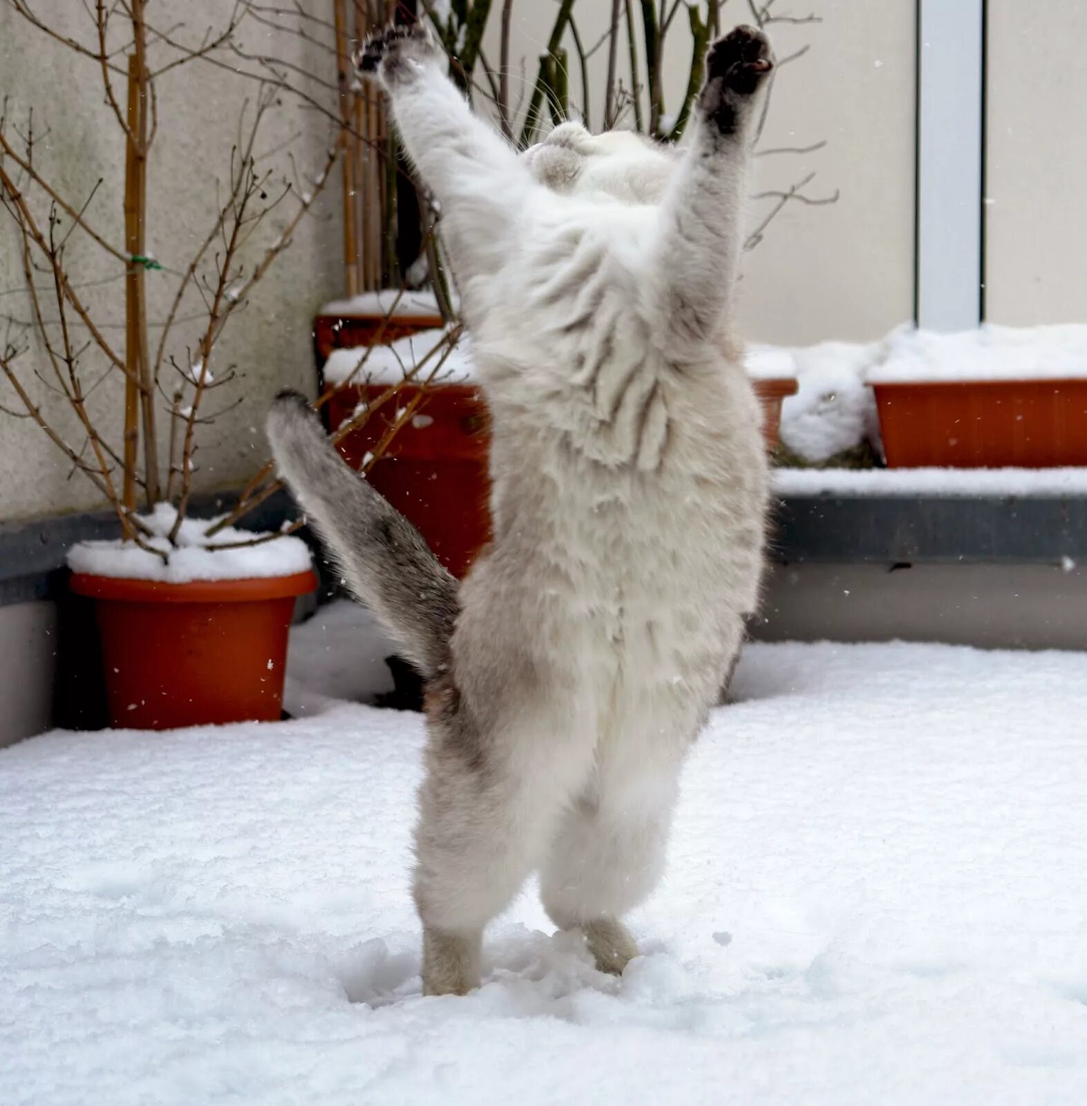стихи из библии зима. снегурочка так и сделали. зимнее веселье. снежные дали. снеговик из снега прикольный.
