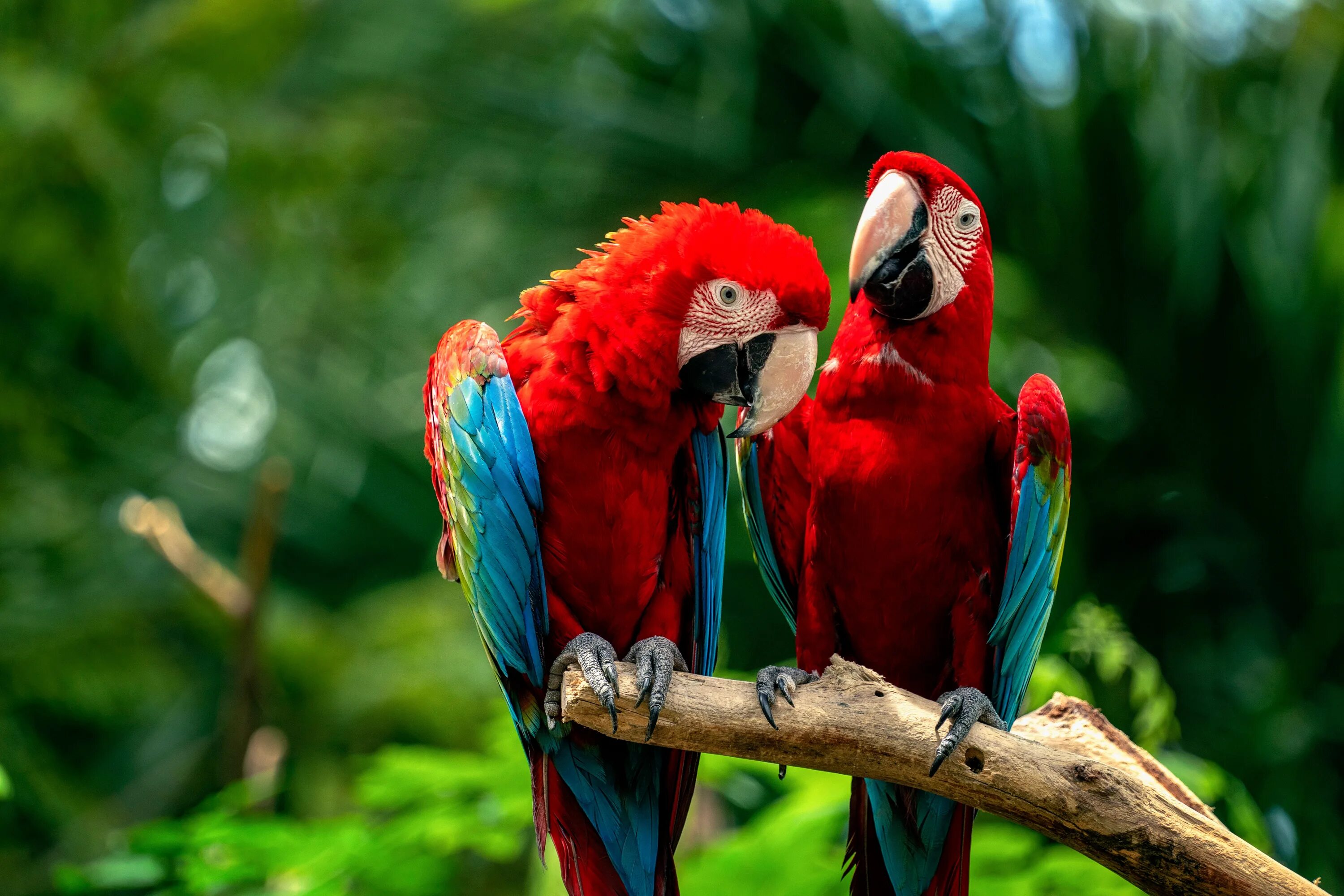 Red parrot