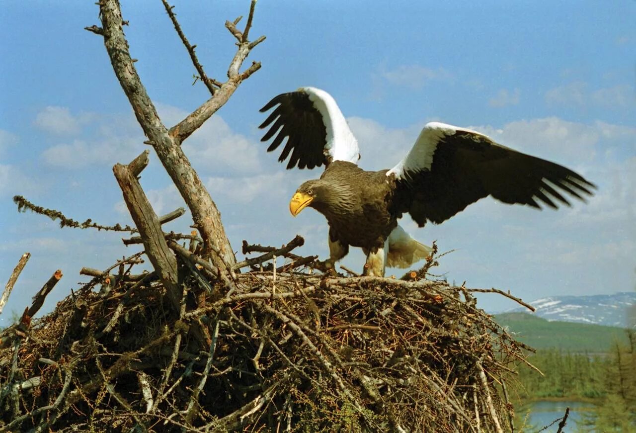животное символ заповедника магаданский