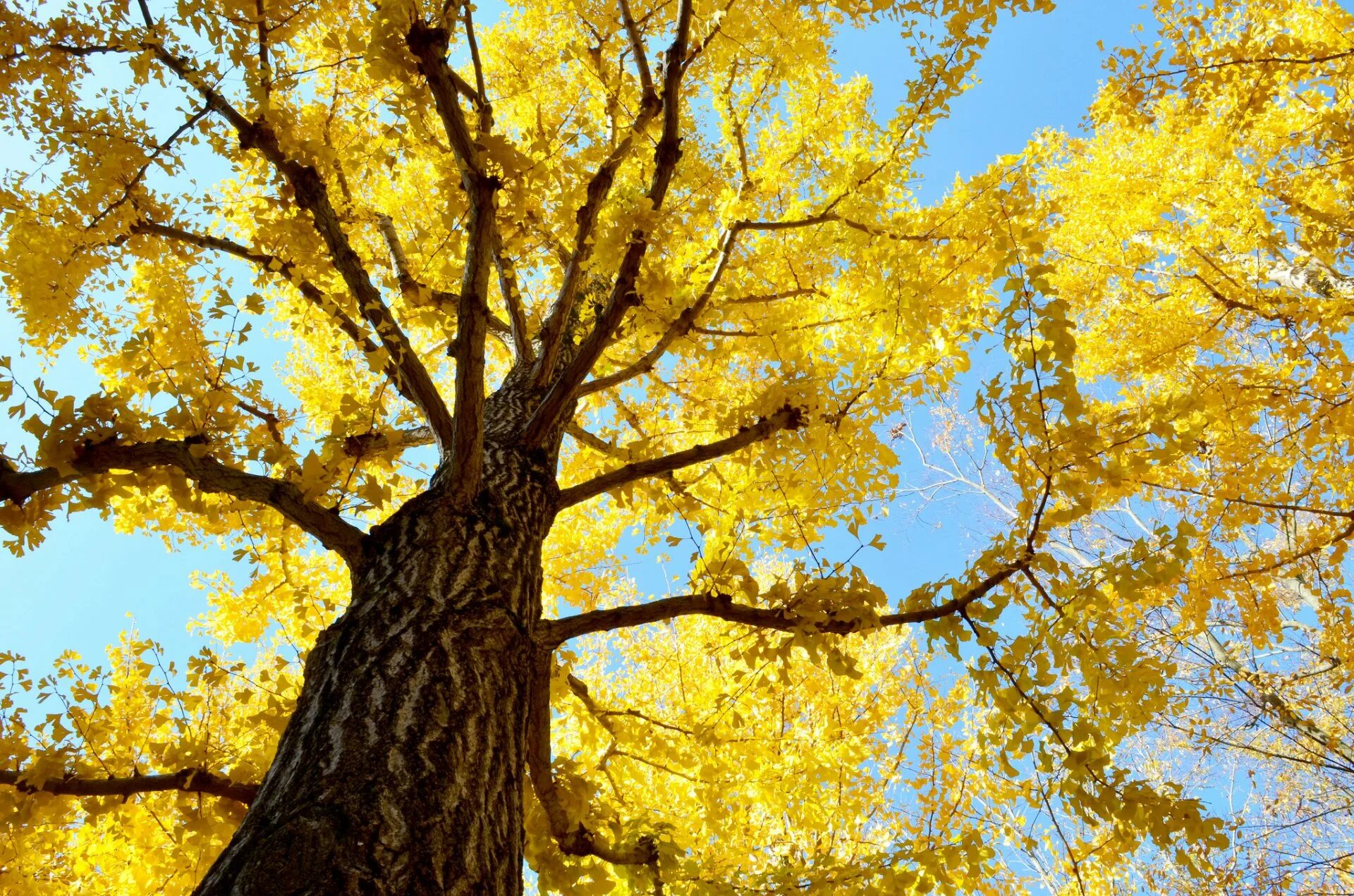 Осеннее дерево. Желтое дерево. Деревья осенью. Желтые деревья осенью.