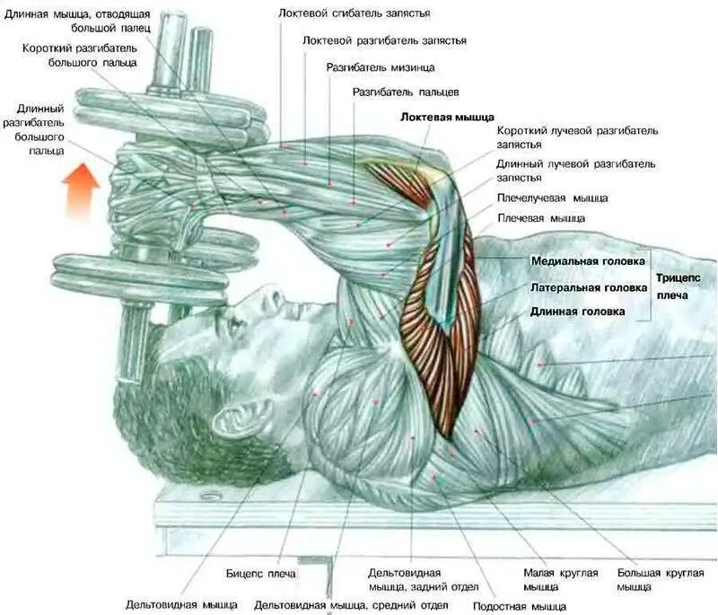 Какие мышцы самые. Французский жим лежа мышцы. Французский жим лежа с гантелями. Упражнения с гантелями трицепс с мышцами. Французский жим лежа одной гантелей.