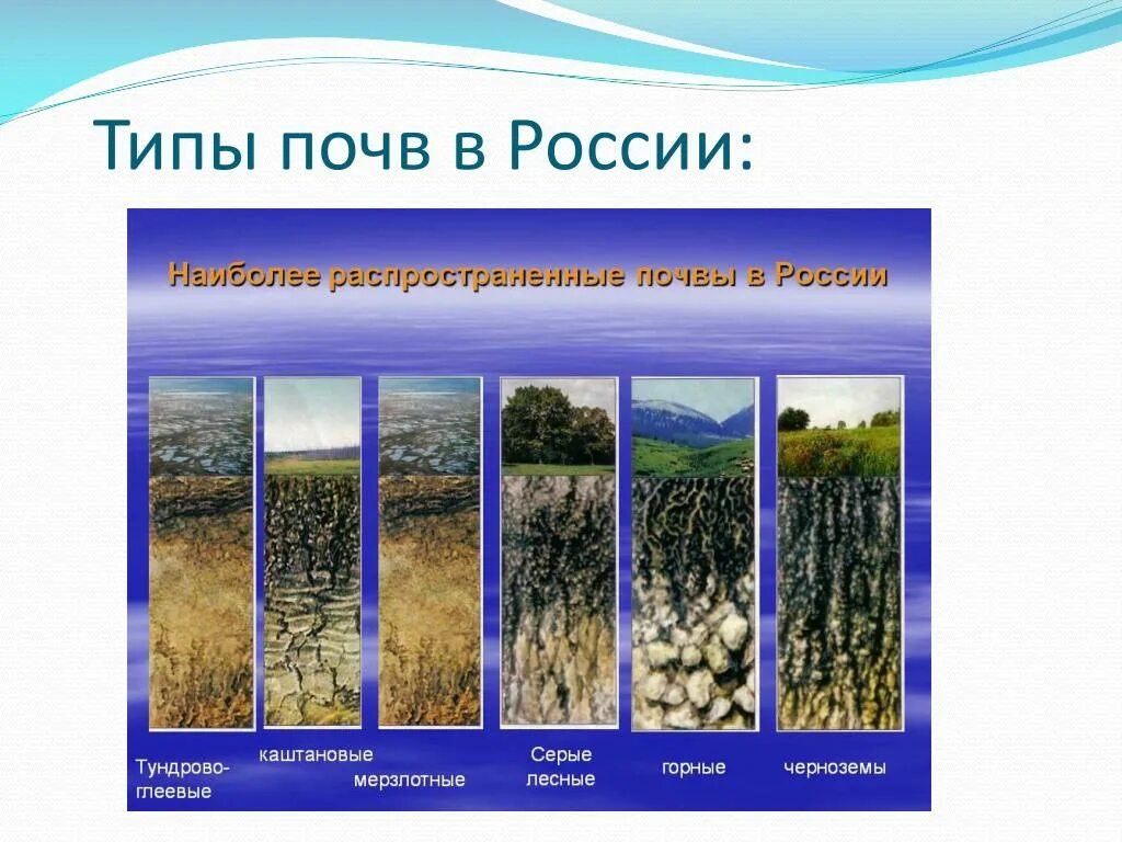 Почвы россии 4 класс 21 век презентация. Типы почв. Тип почвы чернозем. Почва презентация. Разнообразие почв России.