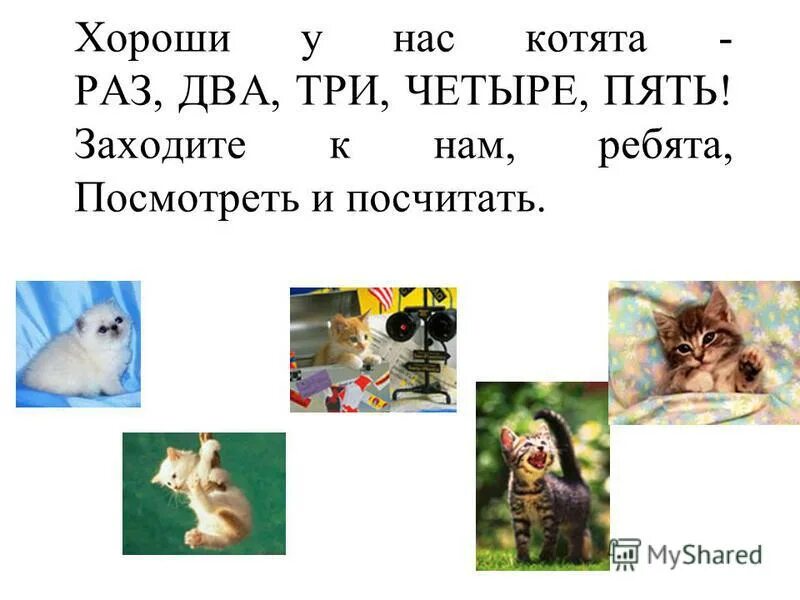 Стих про пять котят. Михалков считалочка котята. Стих про пять котят. Хороши у нас котята раз два три четыре пять. Стишки считалочки для детей.