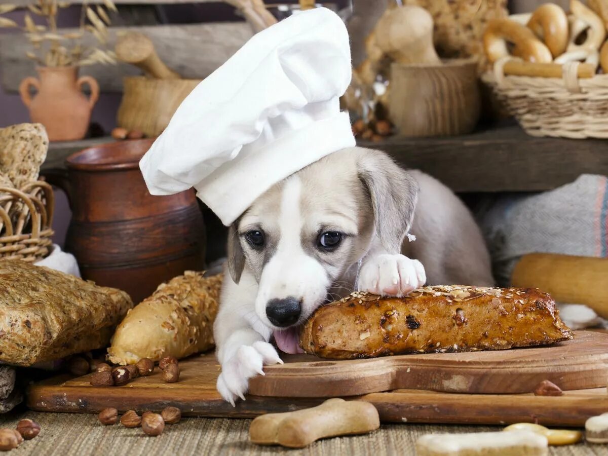 Собака хлеб. Животные с хлебом. Собака с куском хлеба. Хлебцы для собак. Можно ли собаке давать хлеб