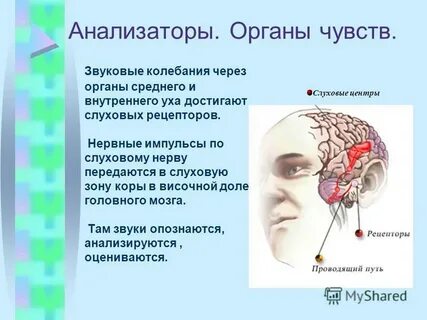 Передают нервные импульсы к рабочим органам