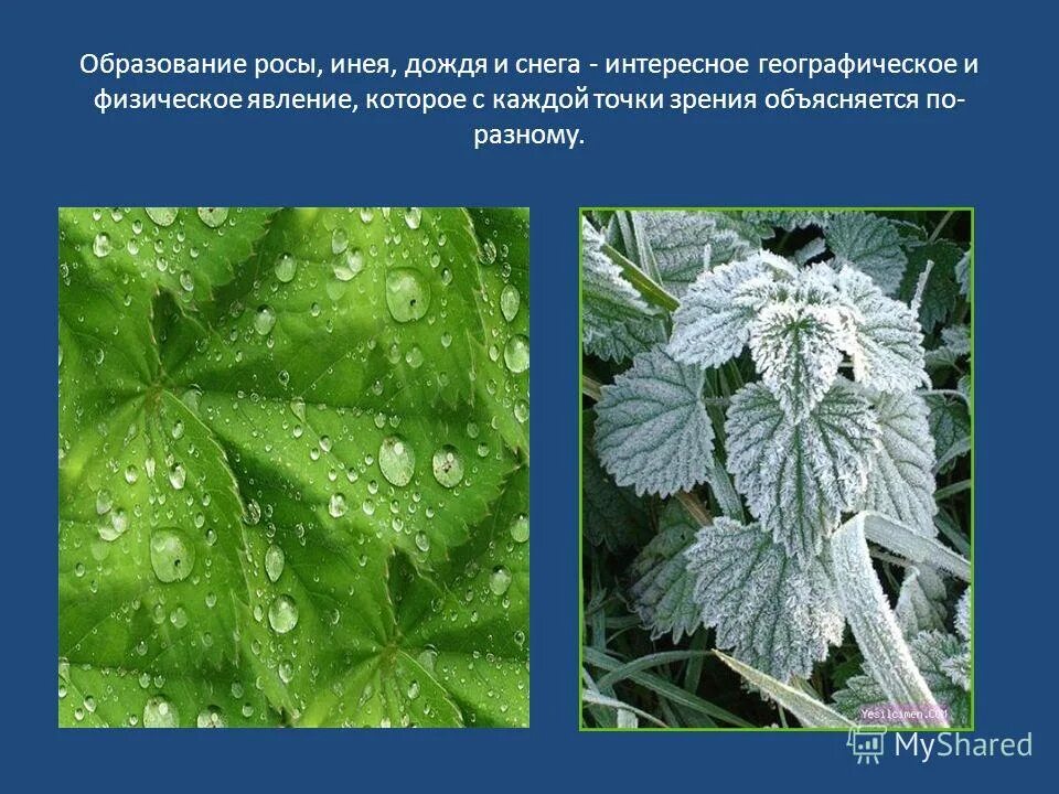Образование инея физическое явление. Образование росы инея дождя и снега. образование росы и инея. роса и иней. как образуется роса.