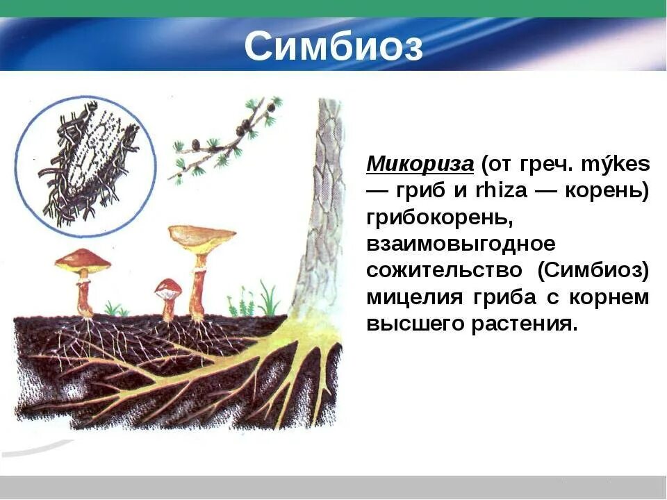 Что такое микориза у грибов. Микориза для растений. Микориза гриба и корня. Микориза у мхов. Что такое микориза в биологии грибы.