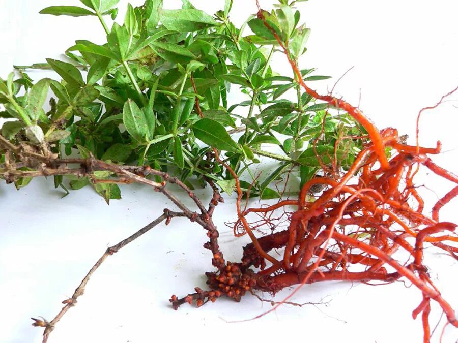 Корневища марены. Корневища марены. Марена красильная корневища с корнями. Корневища и корни марены. Марена красильная растение.