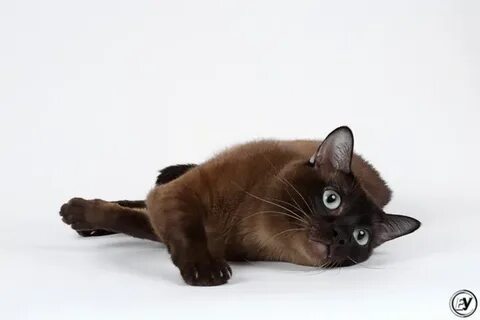 Кот норка