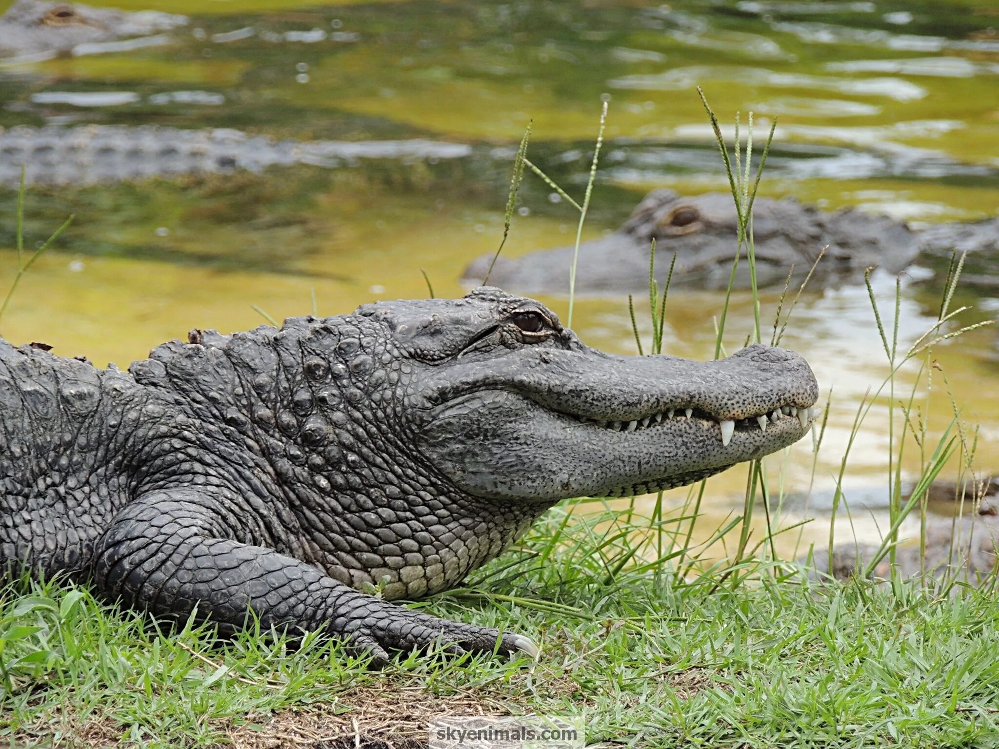 Кто такой аллигатор. Миссисипский Аллигатор. Флоридский Аллигатор. Аллигатор и крокодил.