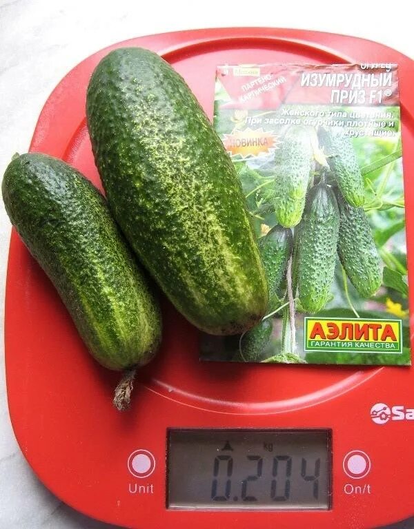 Семена огурцы гавриш. Женя ранетка. Семена огурцы гавриш. Купить семена огурцов 4 дольки. Огурцова 4.