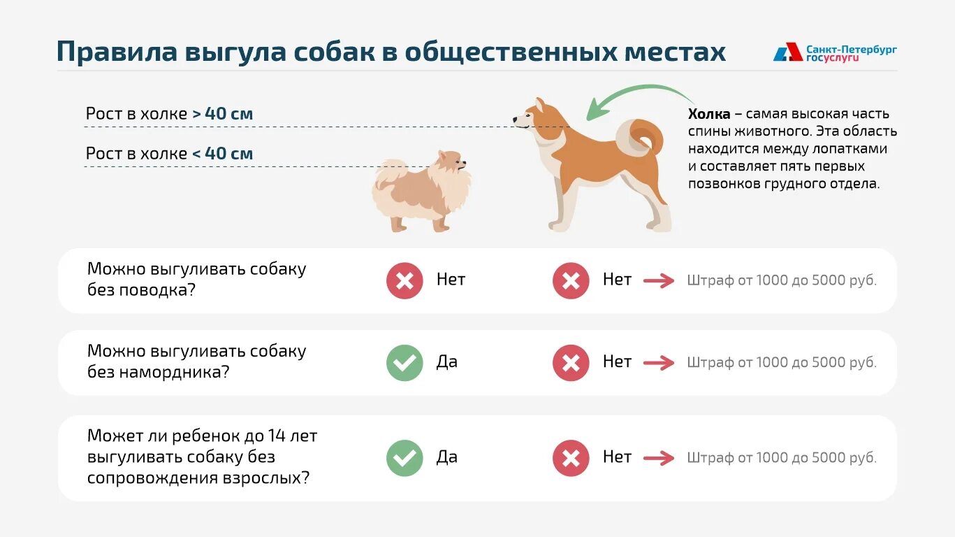 Выгул без поводка статья. Правила выгула домашних животных. Правила выгула собак. Правила по выгулу собак. Инфографика правила выгула собак.